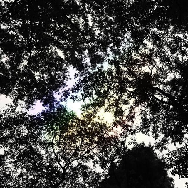 Cover image for light leaks