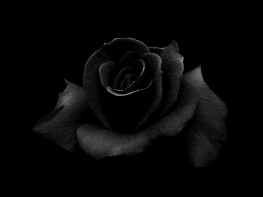 Album cover art for "Schwarze Rosen" by Cr7z