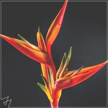 Album cover art for "Havana" by Madilyn