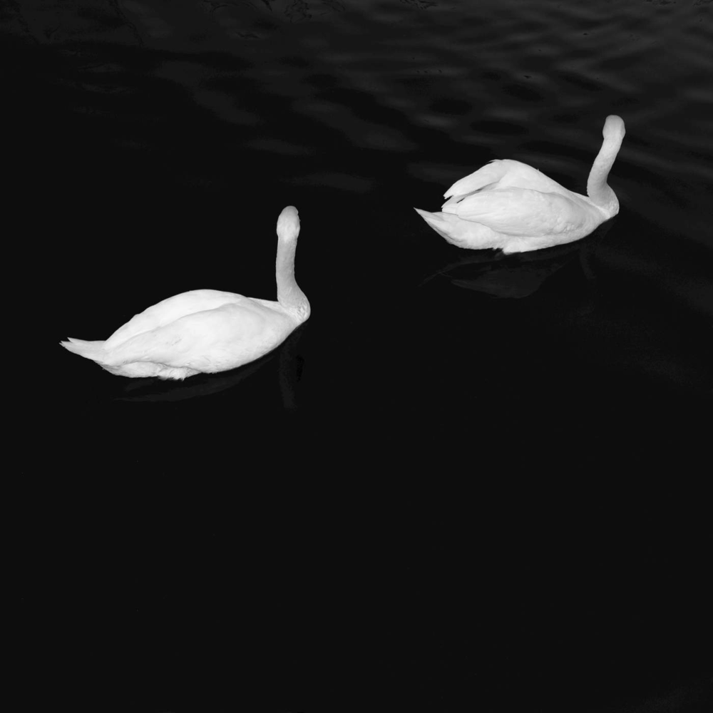 Adore by Cashmere Cat