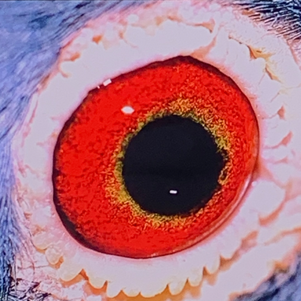 Cover image for Taube / Brille 7"