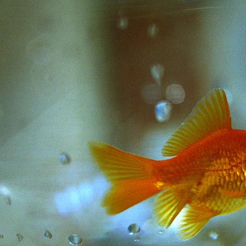 Album cover art for "Goldfish" by Roy Harper