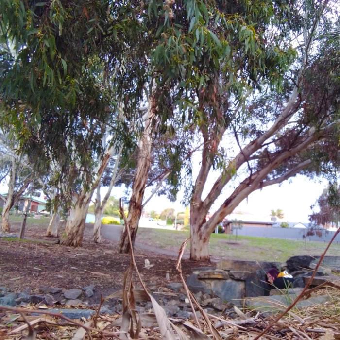 The Glamour of Hiding by Nonnie (AUS)