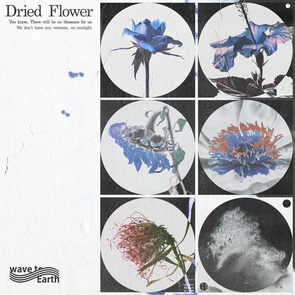 Album cover art for "​​dried flower" by wave to earth