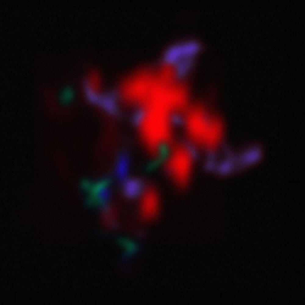 Album cover art for "Rosengarten" by ERRDEKA