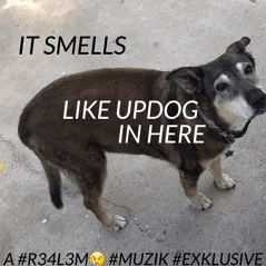 Cover image for It Smells Like Updog In Here