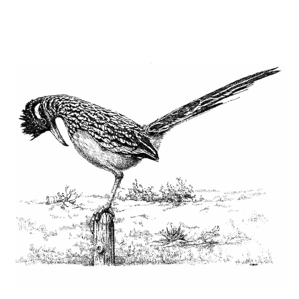 Cover image for Roadrunner