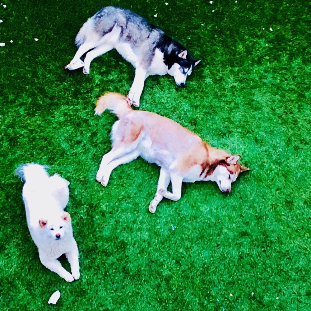 Album cover art for "Husky" by RiFF RAFF