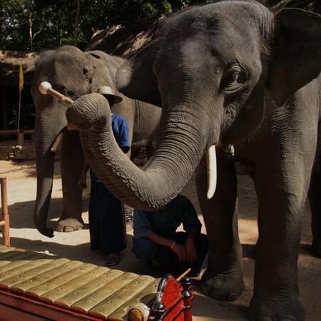 Photo of Thai Elephant Orchestra