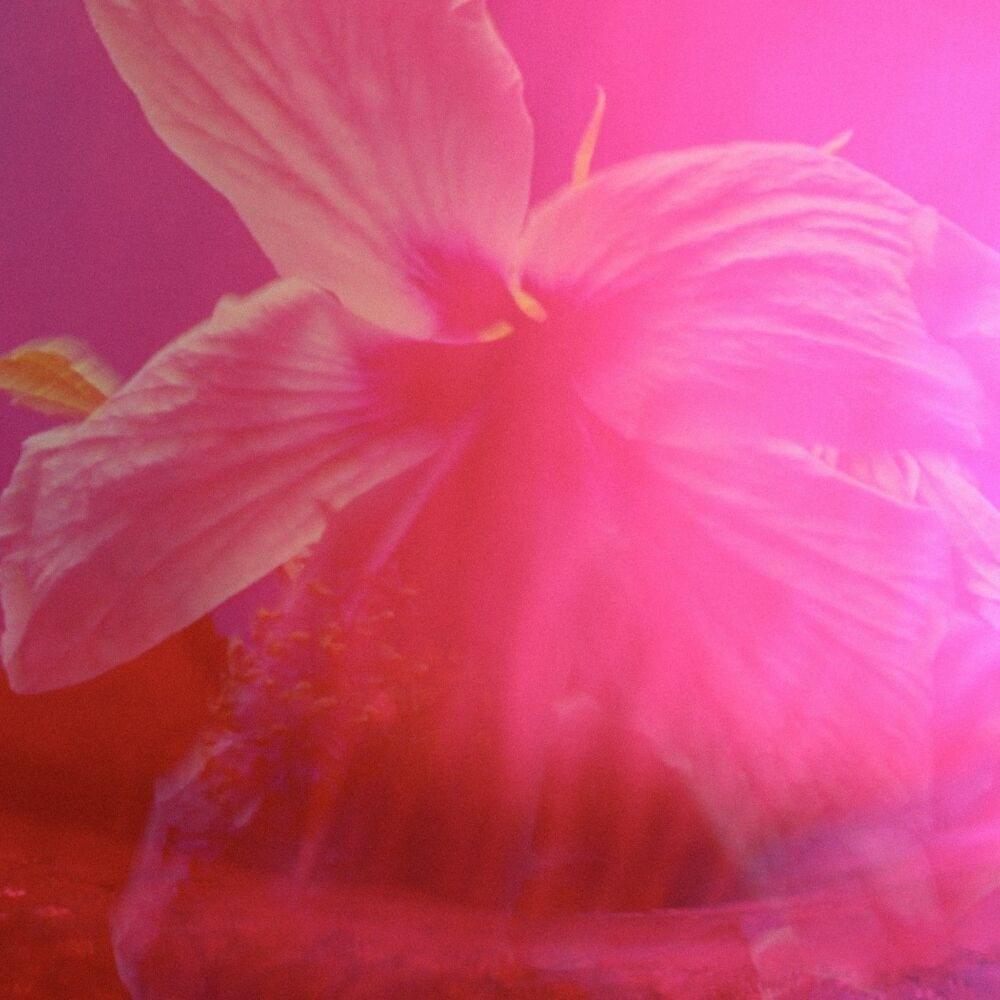 Album cover art for "Priscilla’s Canvas and the Schizophrenic Dream Garden" by Murrumur & Machine+