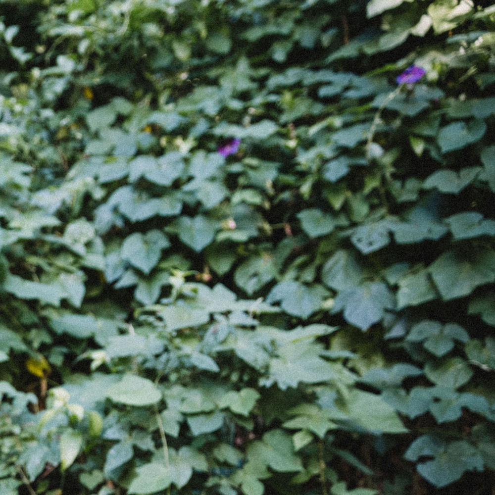 Album cover art for "Yemaya" by Kele Okereke