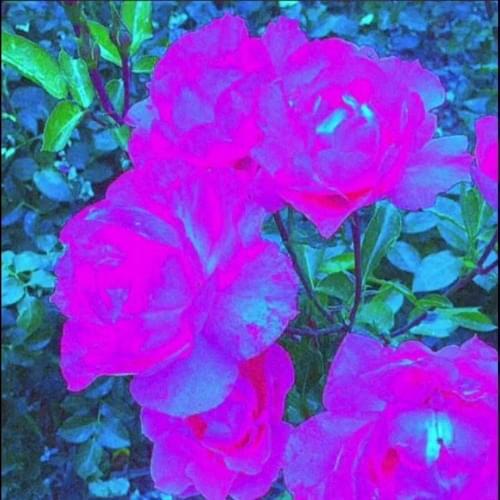 Album cover art for "How to Drown a Cloud" by Wavy Jone$