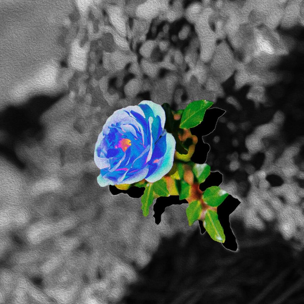 Album cover art for "Blue Rose" by SoMo