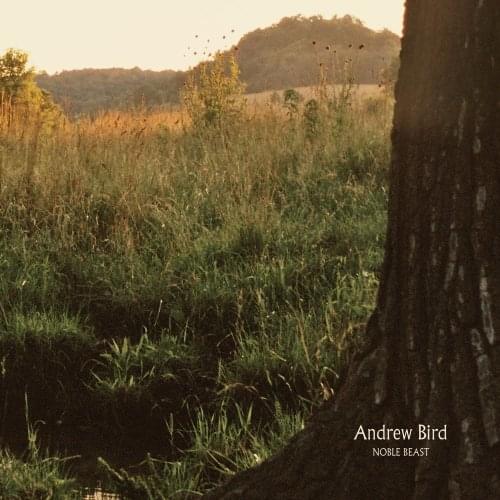 Album cover art for "Section 8 City" by Andrew Bird