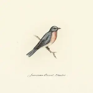 Album cover art for "Bluebird" by Jamestown Revival
