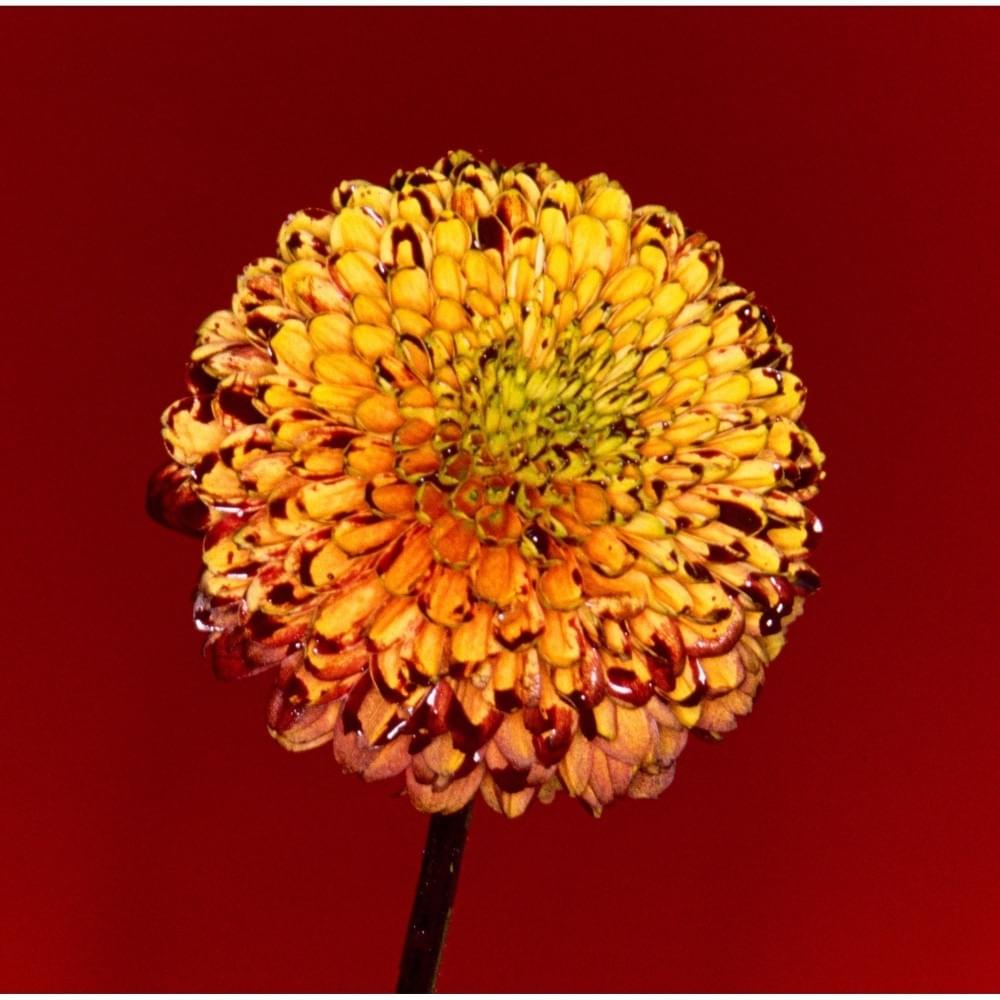 Cover image for Mountain Top / Shape Of Miracle