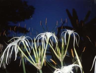 Album cover art for "Flowers Sleep Into the Night" by R. Stevie Moore