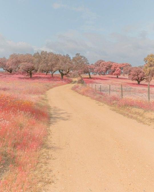Album cover art for "Apricots" by Melody Lz