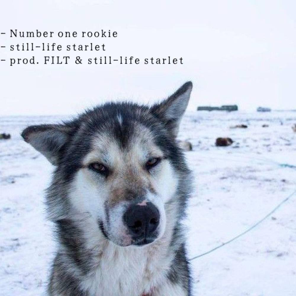 Album cover art for "Number one rookie" by ghostholding