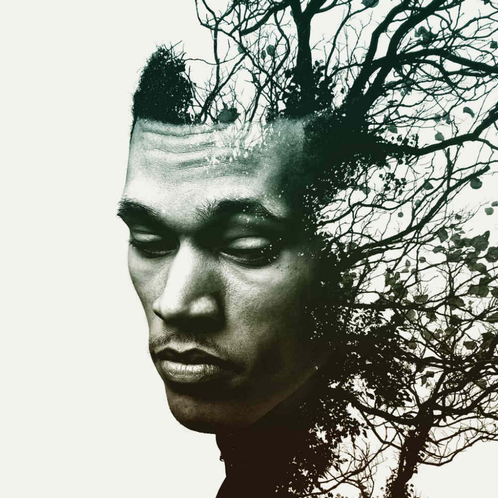 Cover image for Rise