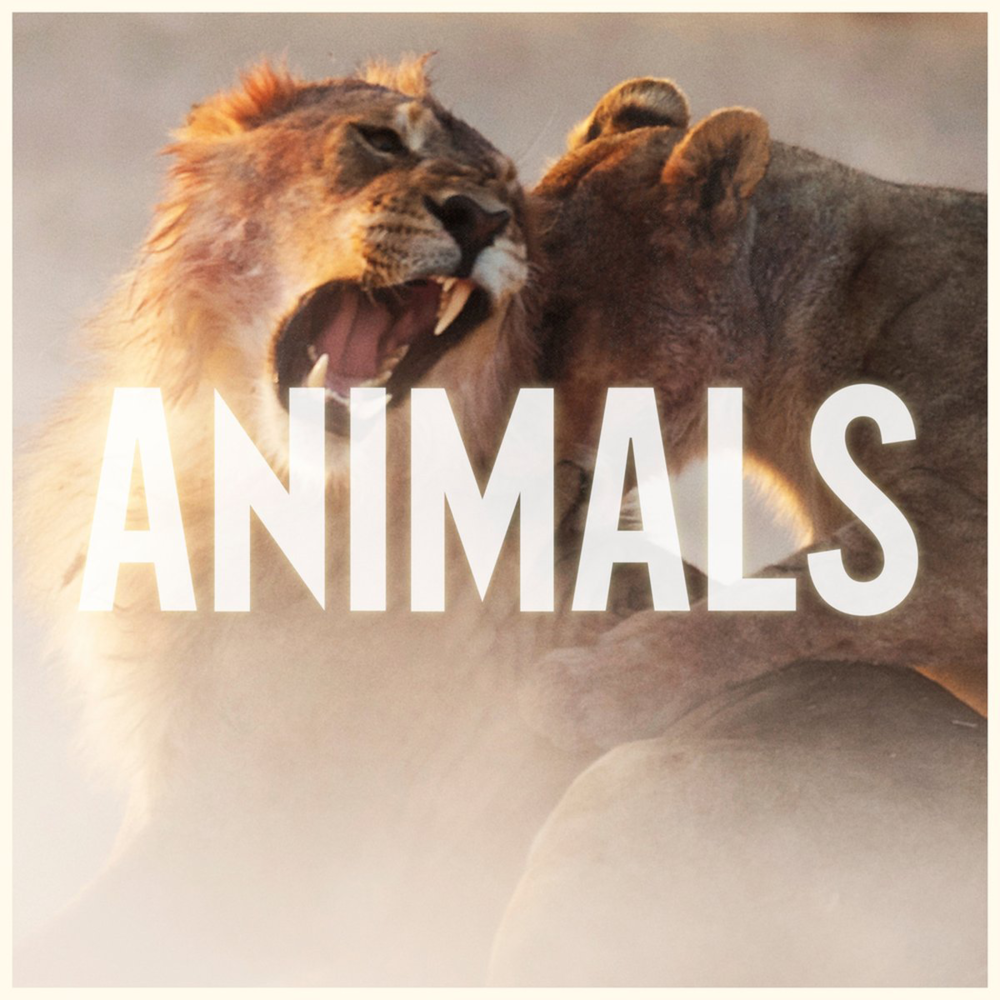 Album cover art for "Animals" by Bravo Hits