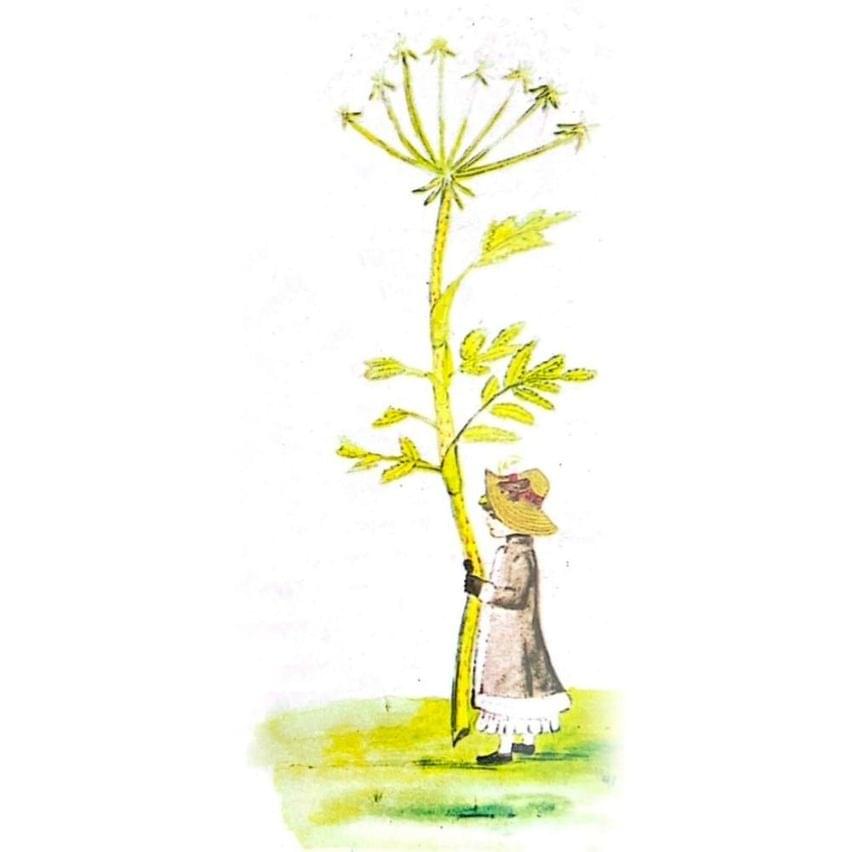 Album cover art for "The Return of the Giant Hogweed" by Genesis