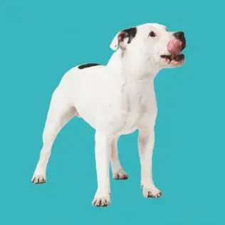 Album cover art for "El Perro" by El Mató a un Policía Motorizado