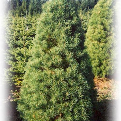 Album cover art for "Pine Boys" by Sickboyrari