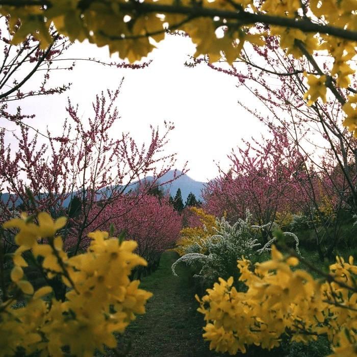 Cover image for FlowerAfterFlower