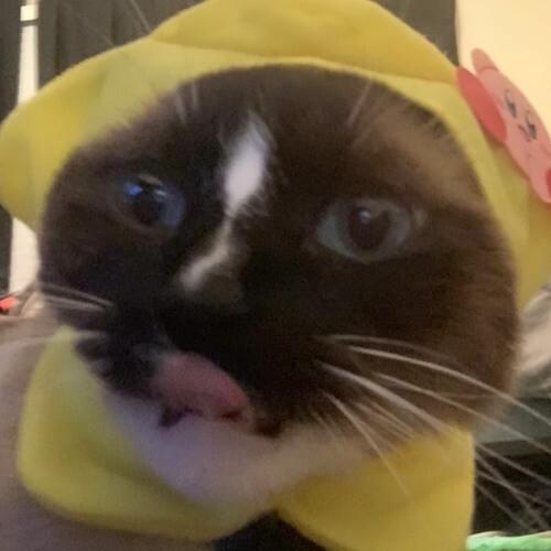 Photo of BillsBuryJoeBoi