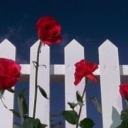 Cover image for The Picket Fence