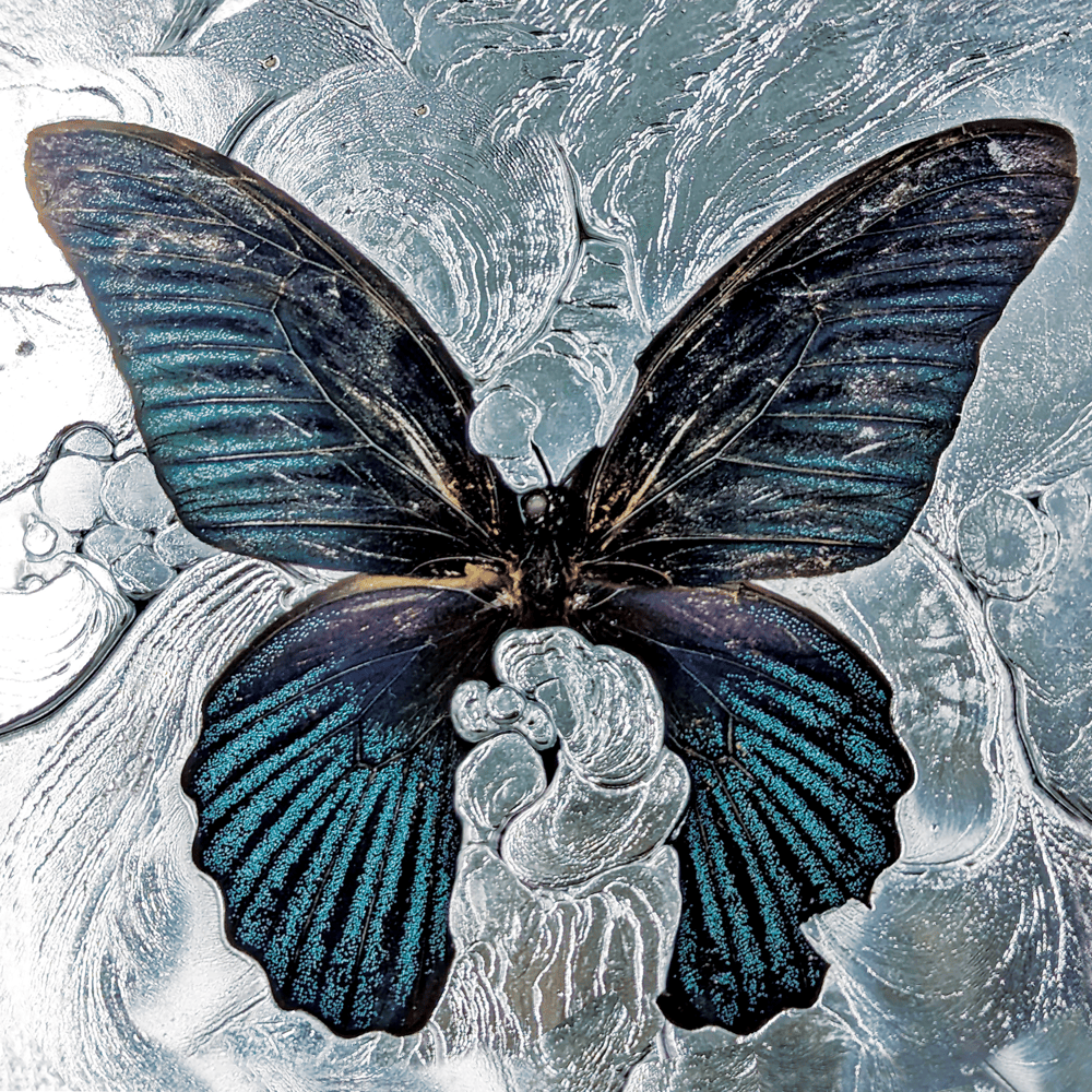 Cover image for Nymph_O