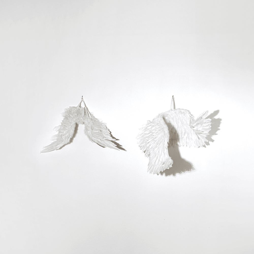 Album cover art for "Plucked" by Destroy Boys