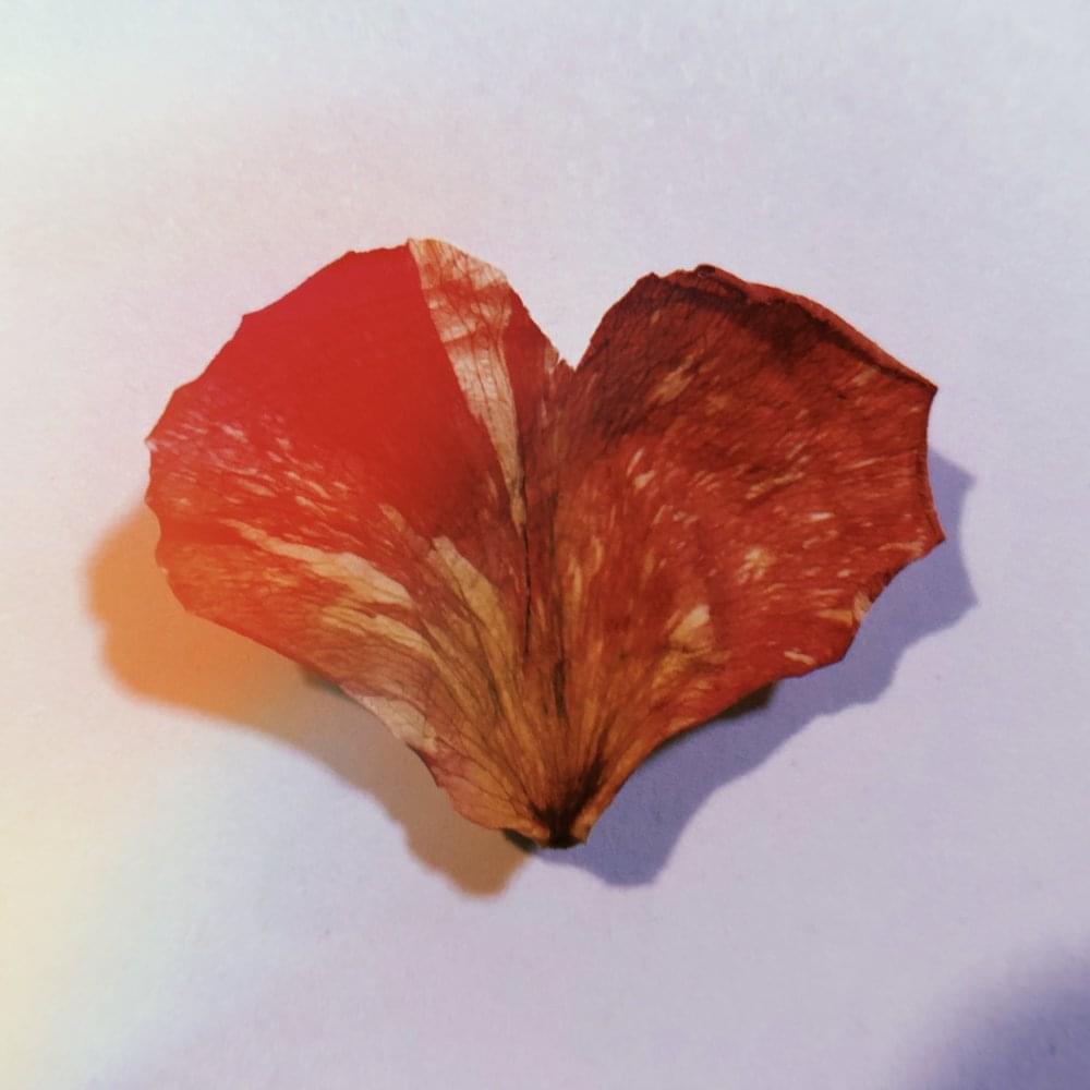 Album cover art for "Wild Heart" by SoMo